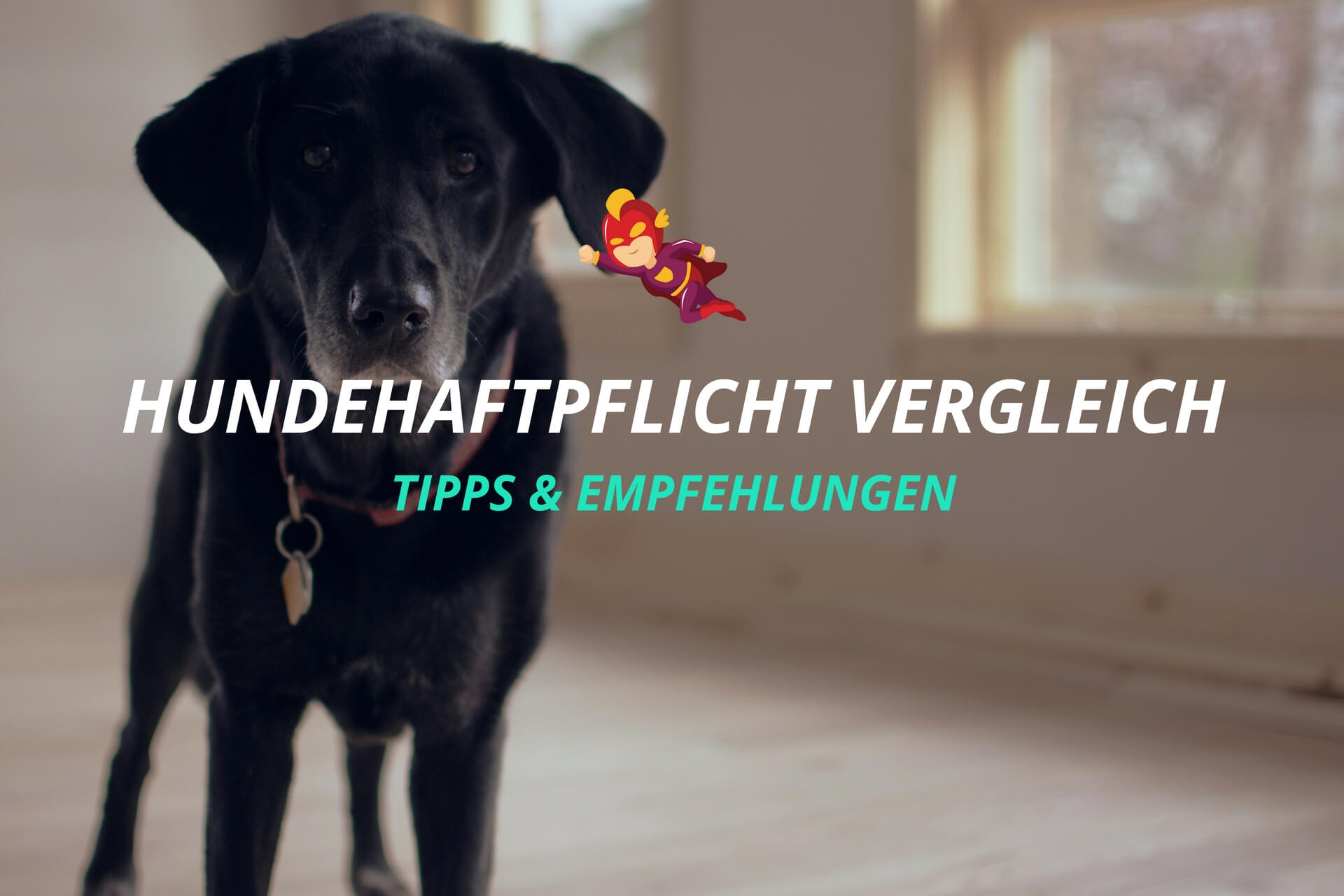 Hundehaftpflichtversicherung Vergleich - Finanzhelden.org